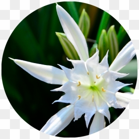 White Sea Daffodil - Water Lily, HD Png Download - water lily png