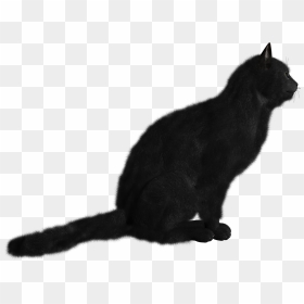 Free Download Of Cats Png Picture - Кот На Прозрачном Фоне, Transparent Png - cat tail png
