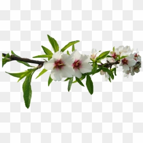 Almond Tree Flowers Png, Transparent Png - almond png