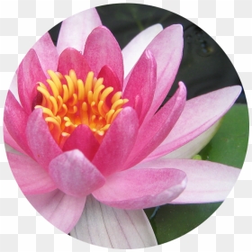 July Water Lily - Flower That Lives In Water, HD Png Download - water lily png