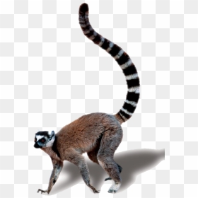 Lemur Transparent Background, HD Png Download - cat tail png