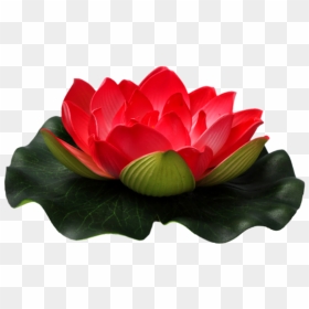 Lotus Flower Png Images Free Download - Red Lotus Flower Png, Transparent Png - water lily png