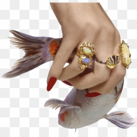 Fish With Hand Png, Transparent Png - venus png