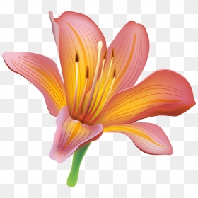 Lily Flower Png Clipart - Transparent Lily Clipart, Png Download - water lily png