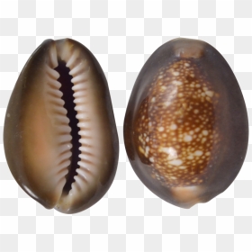 Snakehead Cowrie Craft Seashells 1-1 - Insect, HD Png Download - snake head png