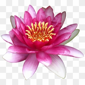 Flower Water Lily Clip Art - Clip Art, HD Png Download - water lily png