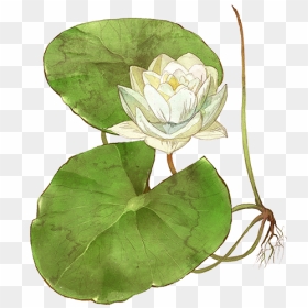 Sacred Lotus, HD Png Download - water lily png