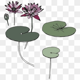 Sketching - Water Lily, HD Png Download - water lily png