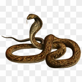 Snake, HD Png Download - serpent png