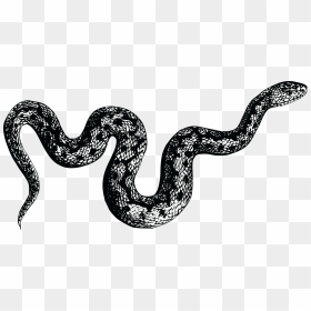 Viper Snake Png Photo - Snake Png, Transparent Png - snakes png