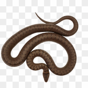 Coronella Austriaca Female Transparent - Smooth Earth Snake, HD Png Download - serpent png