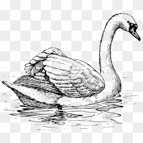 Drawing Feather Swan - Swan Line Drawing, HD Png Download - swan png