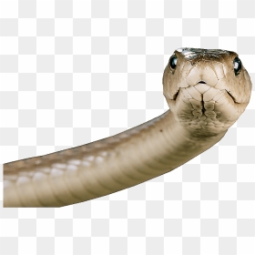 Head-snake - Snake Head Png, Transparent Png - snakes png