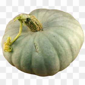 Gourd, HD Png Download - squash png