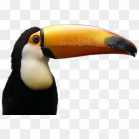 Toucan , Png Download - Transparent Background Toucan Png, Png Download - toucan png