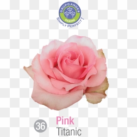 Rosa Variedad Titanic, HD Png Download - titanic png