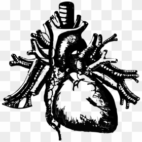 Image Of An Anatomical Heart - Transparent Background Heart Anatomy Png, Png Download - anatomical heart png