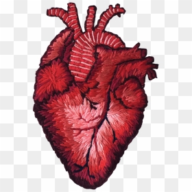 Stitched Heart, HD Png Download - anatomical heart png