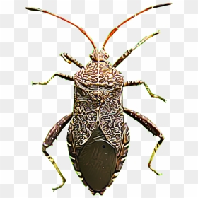 Jewel Beetles, HD Png Download - squash png