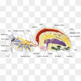 Spider Internal Anatomy-en - Anatomy Spider, HD Png Download - anatomical heart png