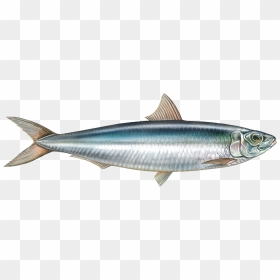 Sardine Fish Png, Transparent Png - ocean fish png