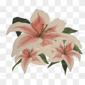 Stargazer Lily , Png Download - Stargazer Lily, Transparent Png - lily collins png