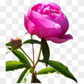 Peonies, Drawing - Paenia Png, Transparent Png - peonies png