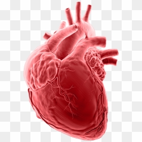 Collaborative Imaging Brain - Nhồ Máu Cơ Tim, HD Png Download - anatomical heart png