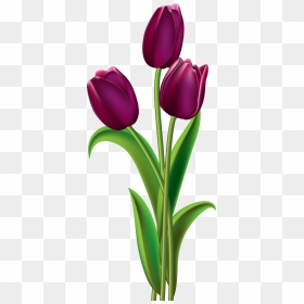 Purple Rose Clipart Australia, HD Png Download - purple roses png