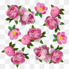 My Next Step Was To Make The Flowers Look More Like - Flower, HD Png Download - peonies png