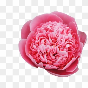 Common Peony, HD Png Download - peonies png