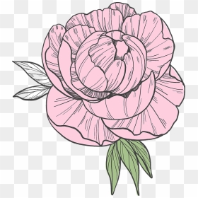 Peony Clipart - Persian Buttercup, HD Png Download - peonies png