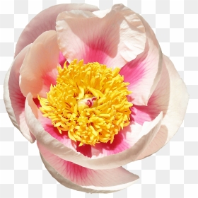 Common Peony, HD Png Download - peonies png