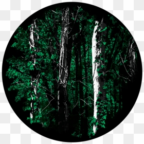 Glass, HD Png Download - backwoods png