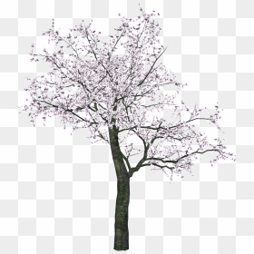 Japanese Tree - Black And White Cherry Blossom Tree Drawing, HD Png Download - japanese png