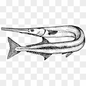 Longnose Gar Drawing, HD Png Download - ocean fish png