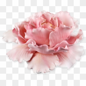 Peonies Png, Transparent Png - peonies png
