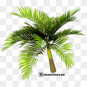 Roystonea, HD Png Download - palm tree emoji png