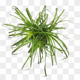 Ponytail Palm - Grass, HD Png Download - ponytail png