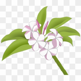 Plumeria - Bunga Kamboja Vector, HD Png Download - plumeria png