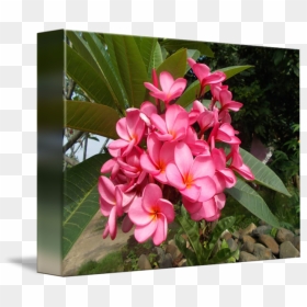 Frangipani, HD Png Download - plumeria png