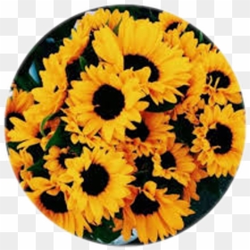 Circle Circulo Girasol Girasoles Flor - Yellow Aesthetic Flowers, HD Png Download - yellow circle png