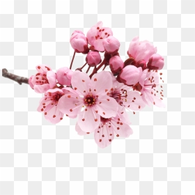 Flowers Png Images Transparent Free Download - Cherry Blossom Flower Png, Png Download - flower pngs