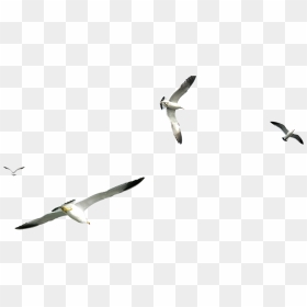 Flight Gulls Airplane - Flying Seagull Transparent Background, HD Png Download - seagulls png