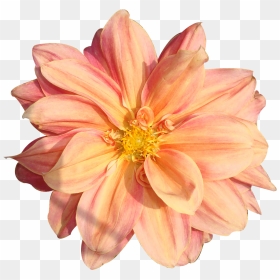Peach Flower Clipart Real Flower - Real Flowers Png Transparent, Png Download - flower pngs