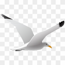 Transparent Background Seagull Clipart - Seagull Clipart Png, Png Download - seagulls png