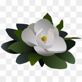 Magnolia Flower Flor - Magnolia Flower Free Clipart, HD Png Download - flor png
