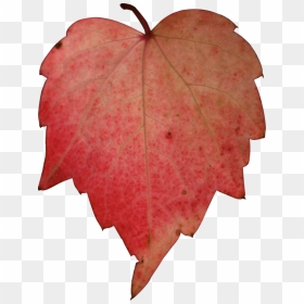 Stock Red Leave Png By Nexu On - Autumn Heart Leaf Png, Transparent Png - leave png