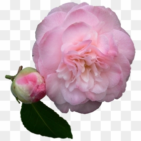 Pink Rose Petals Png, Transparent Png - pink rose petals png