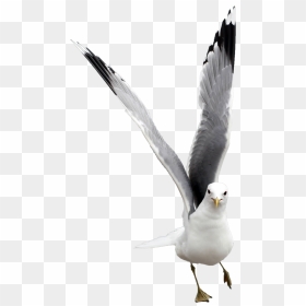 Gaivota Png, Transparent Png - seagulls png